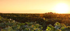 Rocky Ford sunset and plants