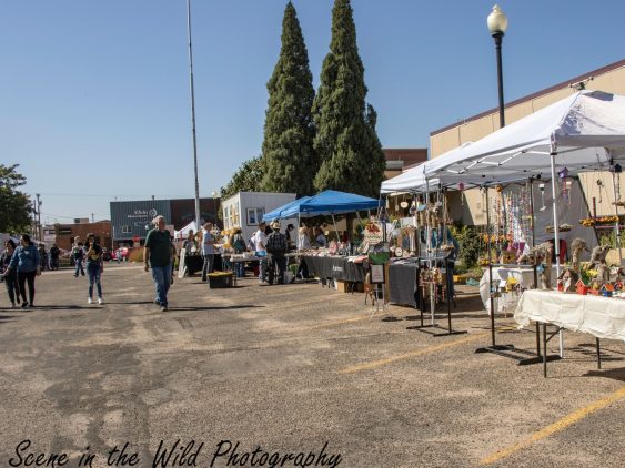 La Junta Tarantula Fest Vendors