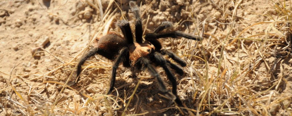 tarantula crossing ground