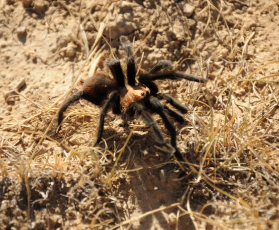 tarantula crossing ground