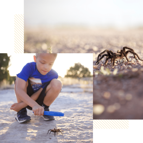 A child looking over a tarantula during the annual La Junta Tarantula Trek Tour