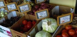 cabbage and tomatoes