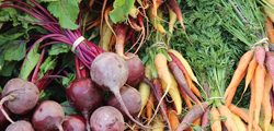 Root vegetables