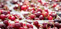 Mary's cherries