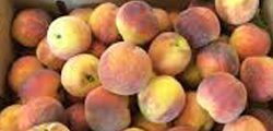peaches