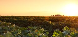 Rocky Ford sunset and plants