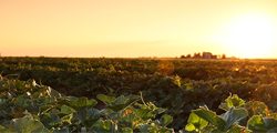 Rocky Ford sunset and plants
