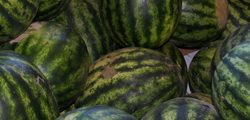 Smith Farm watermelons